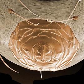   Phytoseiulus persimilis  anal shield
