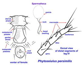  Phytoseiulus persimilis  female venter, spermatheca, leg IV