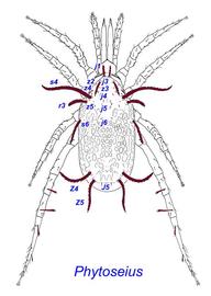   Phytoseius horridus  group
