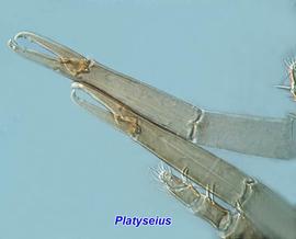  Platyseius  female chelicerae