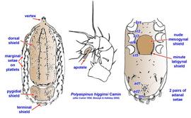  Polyaspinus higginisi 