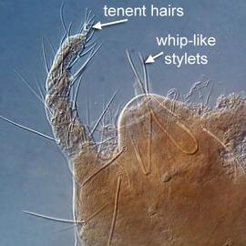 Tenent hairs and whip-like stylets; spider mite (DEW)