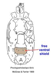  Proctogastrolaelaps libris  venter (after McGraw  Farrier 1969)