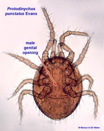  Protodinychus  male (MM, DEW)