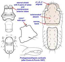  Protogamasellopsis corticalis  