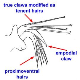 Tetranychinae often have proximo-ventral hairs that lack the flattened tips of tenent hairs of Bryobiinae