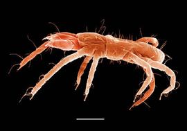 Pseudocheylid anystine (DEW)