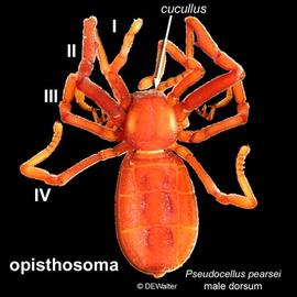   Pseudocellus pearsei  (DEW)

