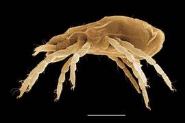 Caligonellidae,  Neognathus  (DEW)