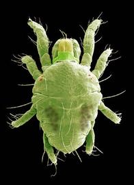 Spider mite ( Schizotetranychus ) (DEW)