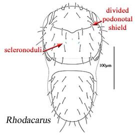  Rhodacarus 