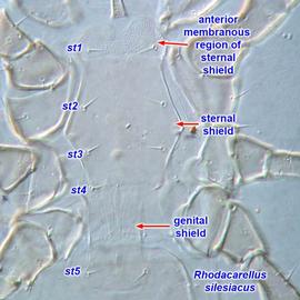  Rhodacarellus  sternal and genital shields of female