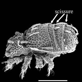  Sphaerochthonius  scissures (DEW)