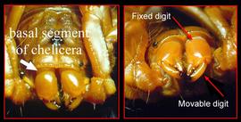 Basal segment of chelicera (DEW)