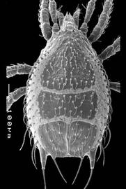  Epicroseius  dorsum (DEW)