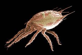  Epicroseius  sp. with shields bearing horns (DEW)