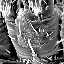  Epicroseius  subcapitulum (DEW)