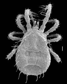 Sejidae (Oregon) (DEW)