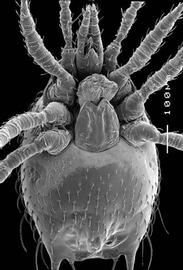  Epicroseius  with large genital shield (DEW)