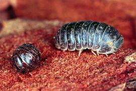 Rolled up and walking slater