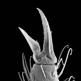 Tarsal claws of a sminthuroid springtail (DEW)