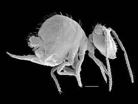 Symphypleona, female; lateral (DEW)