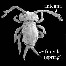 Symphypleona male; dorsal view (DEW)