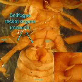 Solifugid venter (Chiapas) (DEW)