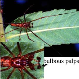 Bulbous palps of male tetragnathid (HCP, DEW)