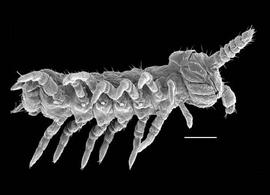 Young (7 pairs of legs) symphylan (DEW)