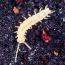 Symphylan in life (HCP)