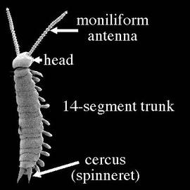 Symphylan dorsal view (DEW)