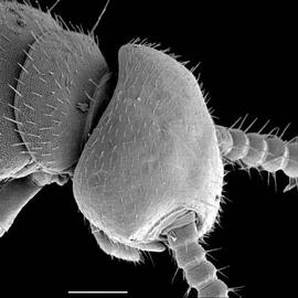 Head of symphylan; dorsal (DEW)