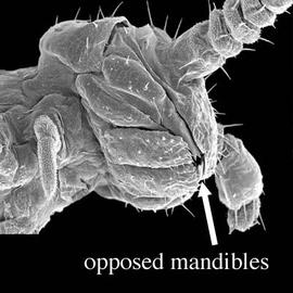 Head and mandible of symphylan (DEW)