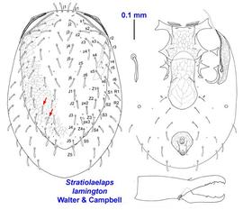  Stratiolaelaps lamington 