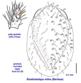  Stratiolaelaps miles 
