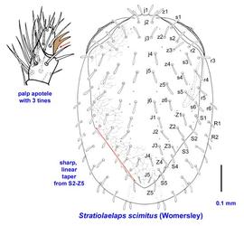  Stratiolaelaps scimitus 