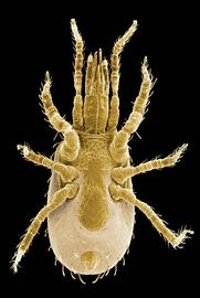  Stratiolaelaps scimitus  female venter