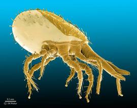  Stratiolaelaps scimitus  lateral view (DEW)