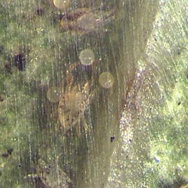 Sheet-web similar to some  Schizotetranychus 