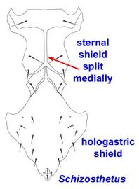 Ventral shields,  Schizosthetus  female