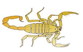 Scorpionida