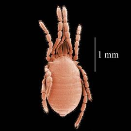  Siro acaroides  (Oregon) (DEW)