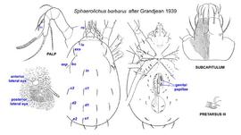  Sphaerolichus barbarus  after Grandjean 1939