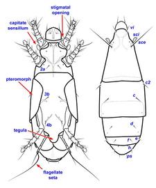   Steneotarsonemus  sp. female

