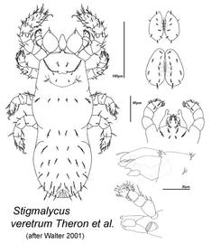  Stigmalychus veretrum 