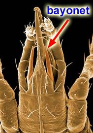 Corniculi bayonet-like