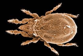 Suctobelboid dorsal (DEW)