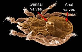 Suctobelboid ventral (DEW)