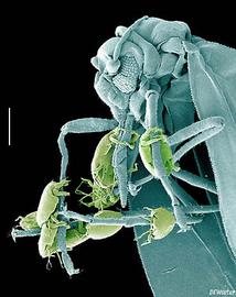 Broad mite on whitefly (DEW)